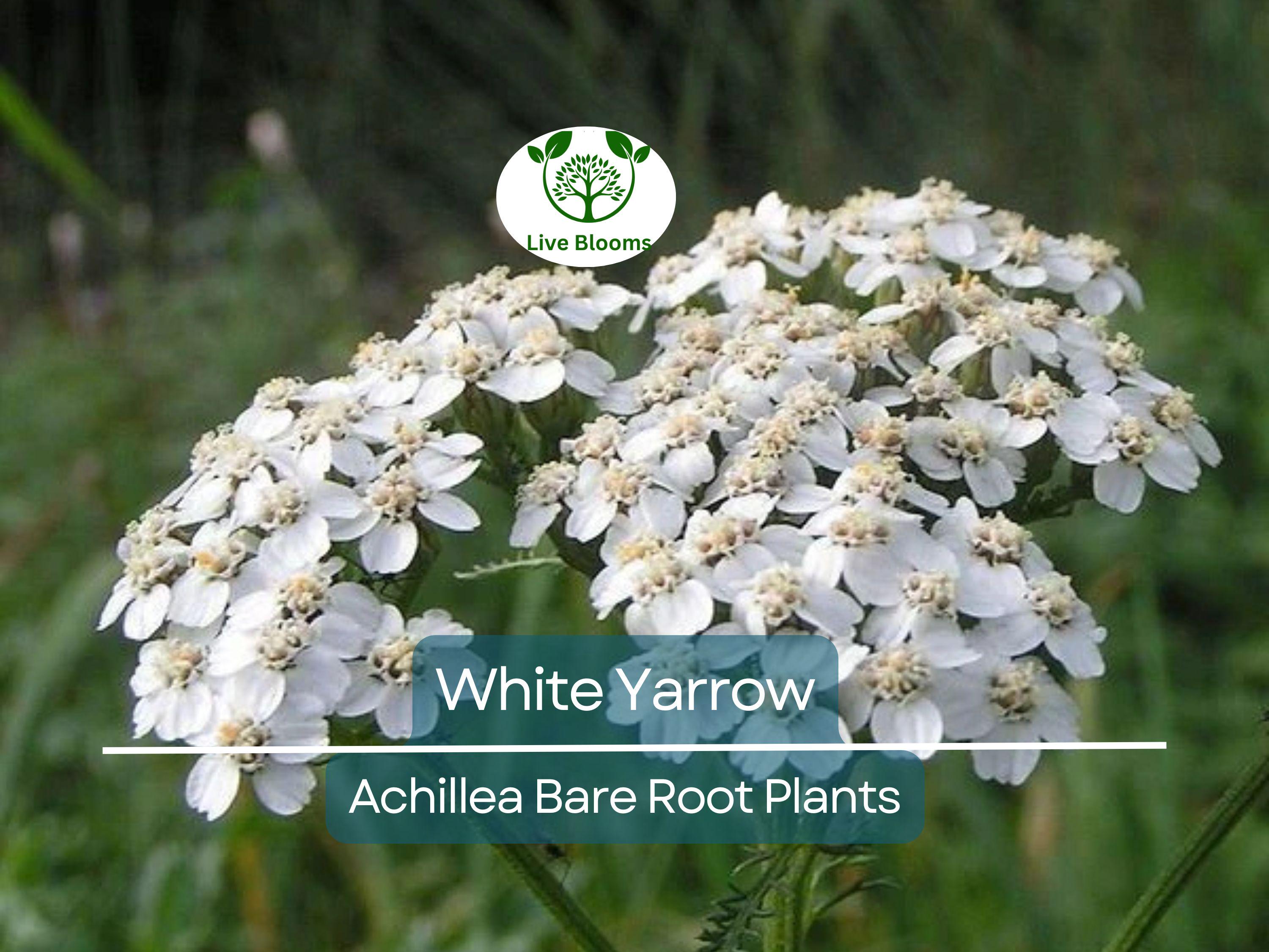 1 White Yarrow Plant – Achillea Millefolium Bare Root Perennial, Herb, Pollinator Friendly, Drought Tolerant Garden Flower