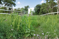 Rumex altissimus/Pale Dock – 100 Seeds | Native Prairie | Woodland Perennial | Tall Foliage Plant | Wildlife & Restoration Value