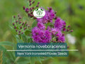 500 mg Seeds Vernonia noveboracensis (New York Ironweed) for Planting | Native Perennial Wildflower for Pollinator Gardens