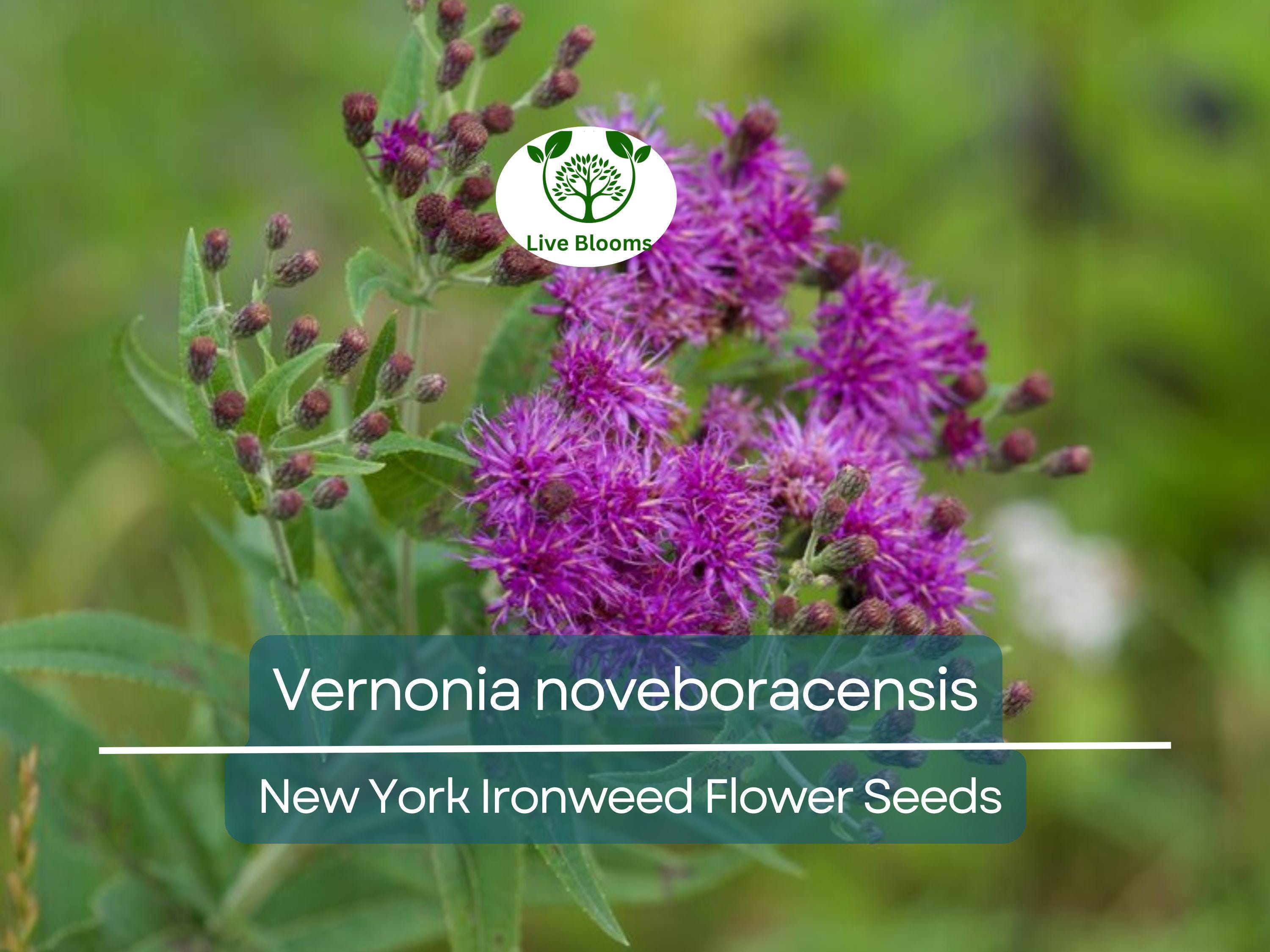 500 mg Seeds Vernonia noveboracensis (New York Ironweed) for Planting | Native Perennial Wildflower for Pollinator Gardens