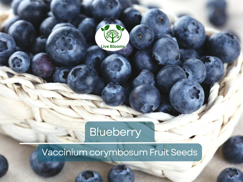 100 Blueberry Seeds - Dwarf Top Hat (Vaccinium corymbosum), Low Bush Variety, Sweet Edible Fruits, Compact, Garden Starter, Easy to Grow