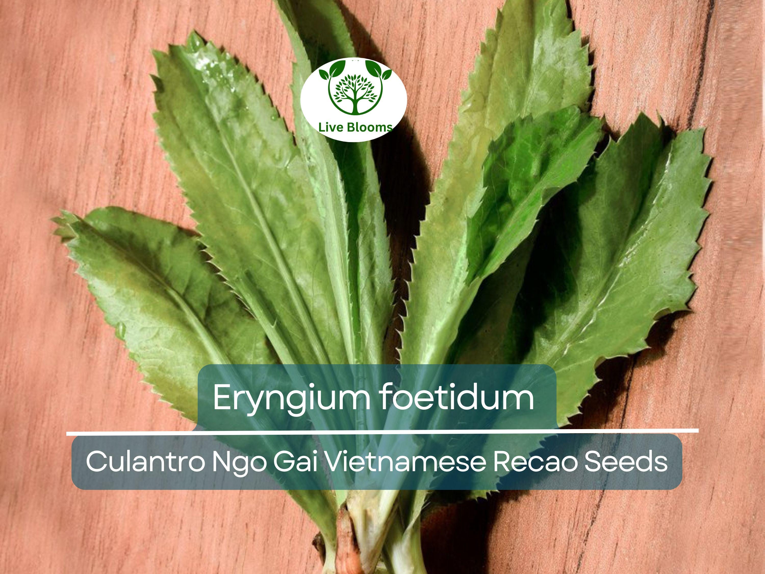 100 Seeds Culantro Ngo Gai - Eryngium foetidum | Vietnamese Recao for Planting | Heirloom Herb for Culinary Use & Garden