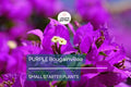 Purple Bougainvillea Starter Plant - Paper Flower, 5-7 Inches Tall - Vibrant Tropical Blooms for Gardens, Trellises & Landscaping