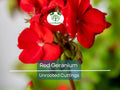 5 Organic Red Geranium Unrooted Cuttings 5-8" - Fresh, Easy to Root, Pelargonium - Vibrant Red Blooms, for Garden, Pots, or Hanging Baskets