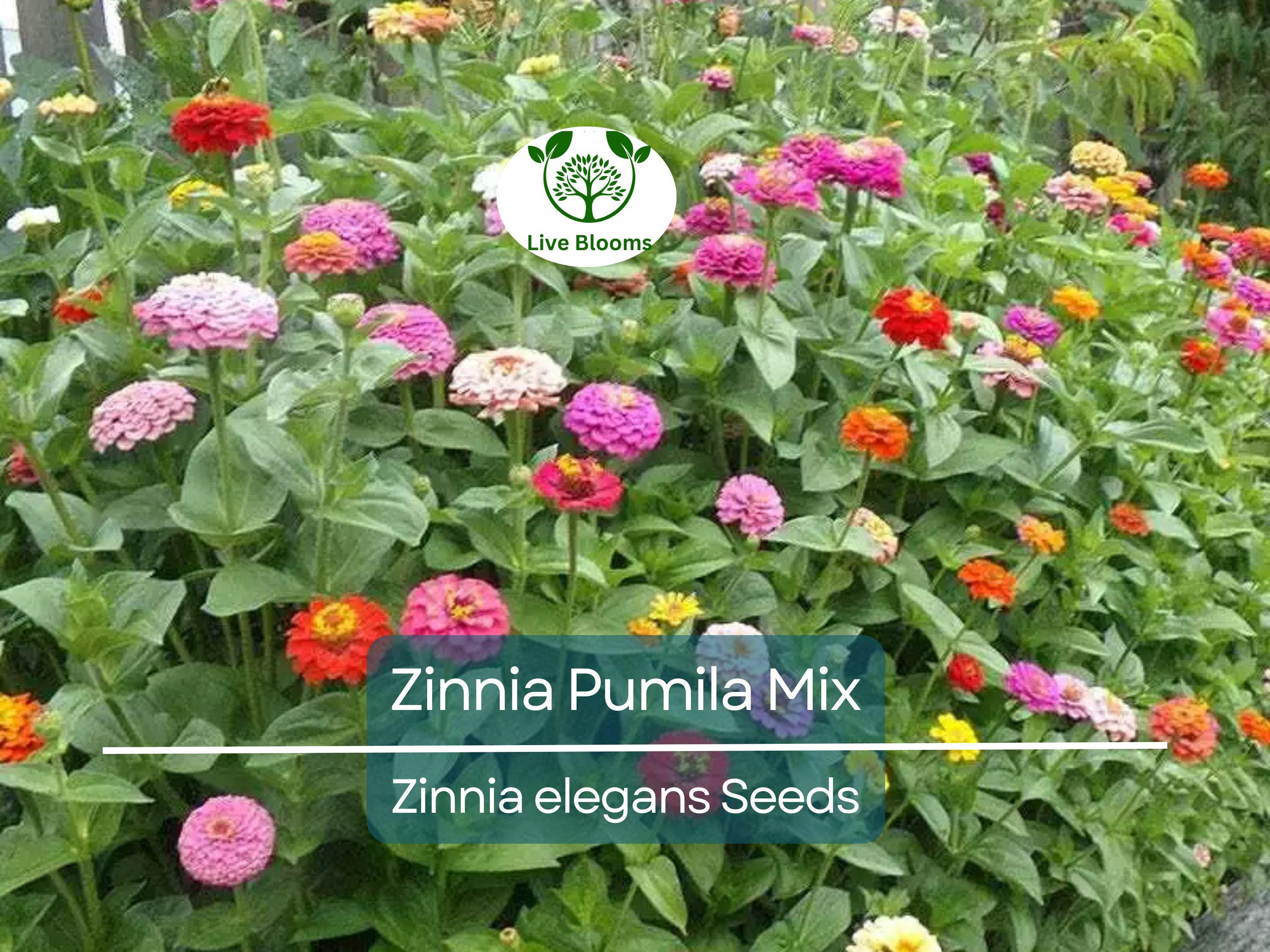 200 Zinnia Pumila Mix Seeds – Zinnia elegans, Cut and Come Again, Butterfly & Hummingbird Flower, Heirloom, Non-GMO Blooms