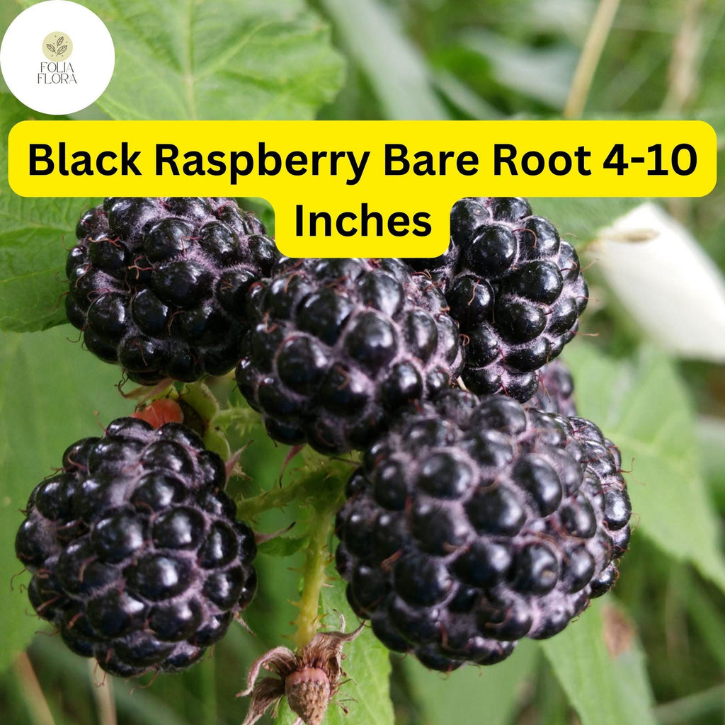 1 Black Raspberry Plant (Mysore Rubus niveus), Live Bare Root Starter Plant, Ready to Grow 4-10 Inches