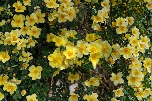 Manchu Yellow Rose – Rosa xanthina Seeds | 10 Seeds | Hardy Flowering Shrub | Ornamental Garden