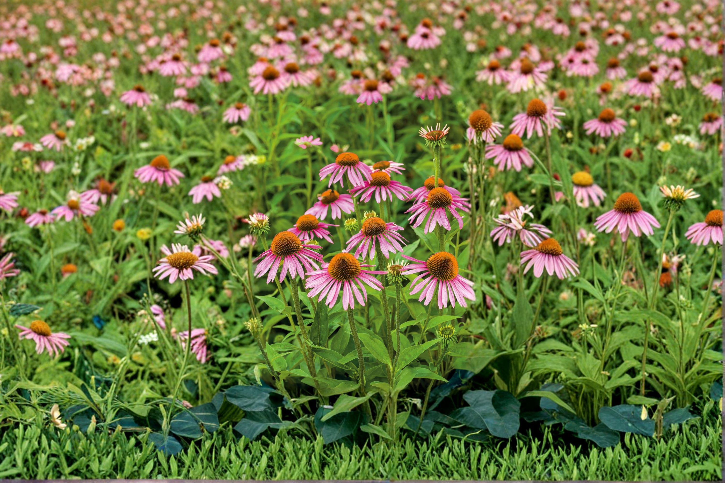 Purple Coneflower 100 Seeds | Classic Native Perennial | Long-Blooming | Pollinator & Wildlife Favorite