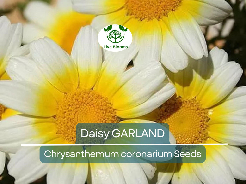 1000 Garland Daisy Seeds – Edible Chrysanthemum Leaves | Glebionis coronaria | Non-GMO Herb Flower | Shungiku | Asian Greens
