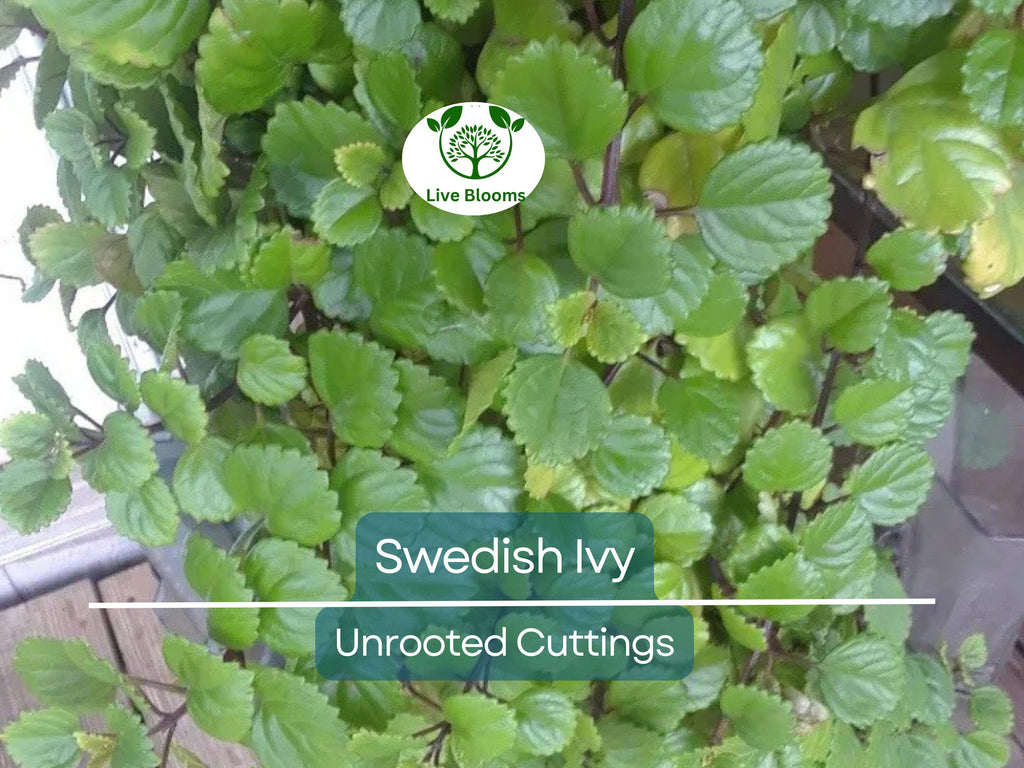 5 Organic Swedish Ivy Unrooted Cuttings 4" Length - Plectranthus Verticillatus - Easy to Grow Houseplant for Propagation & Indoor Decor
