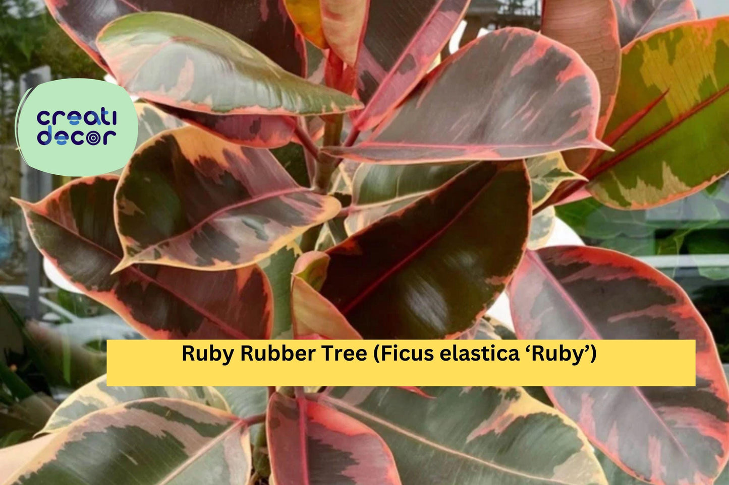 Ruby Rubber Tree – Ficus elastica ‘Ruby’ Small Rooted Starter Plant, Variegated Houseplant with Pink, Cream, and Green Foliage