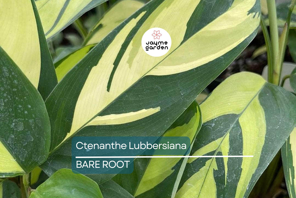 Ctenanthe Lubbersiana ‘Never Never Plant’ – 1 Live Variegated Prayer Plant (1-2’ Tall)