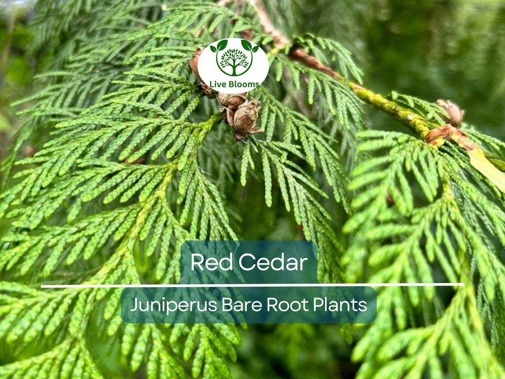 5 Red Cedar Tree Saplings – Live Bare Root Redcedar – Fast-Growing Evergreen for Windbreak, Privacy, Wildlife Habitat
