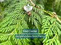 5 Red Cedar Tree Saplings – Live Bare Root Redcedar – Fast-Growing Evergreen for Windbreak, Privacy, Wildlife Habitat