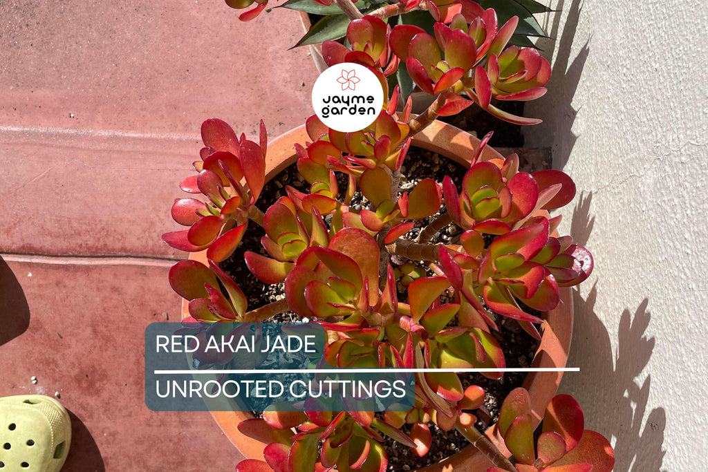 Rare Red Akai Jade Succulent Crassula Ovata Cutting - 5-6" Unrooted, Unique Color, Great for Propagation