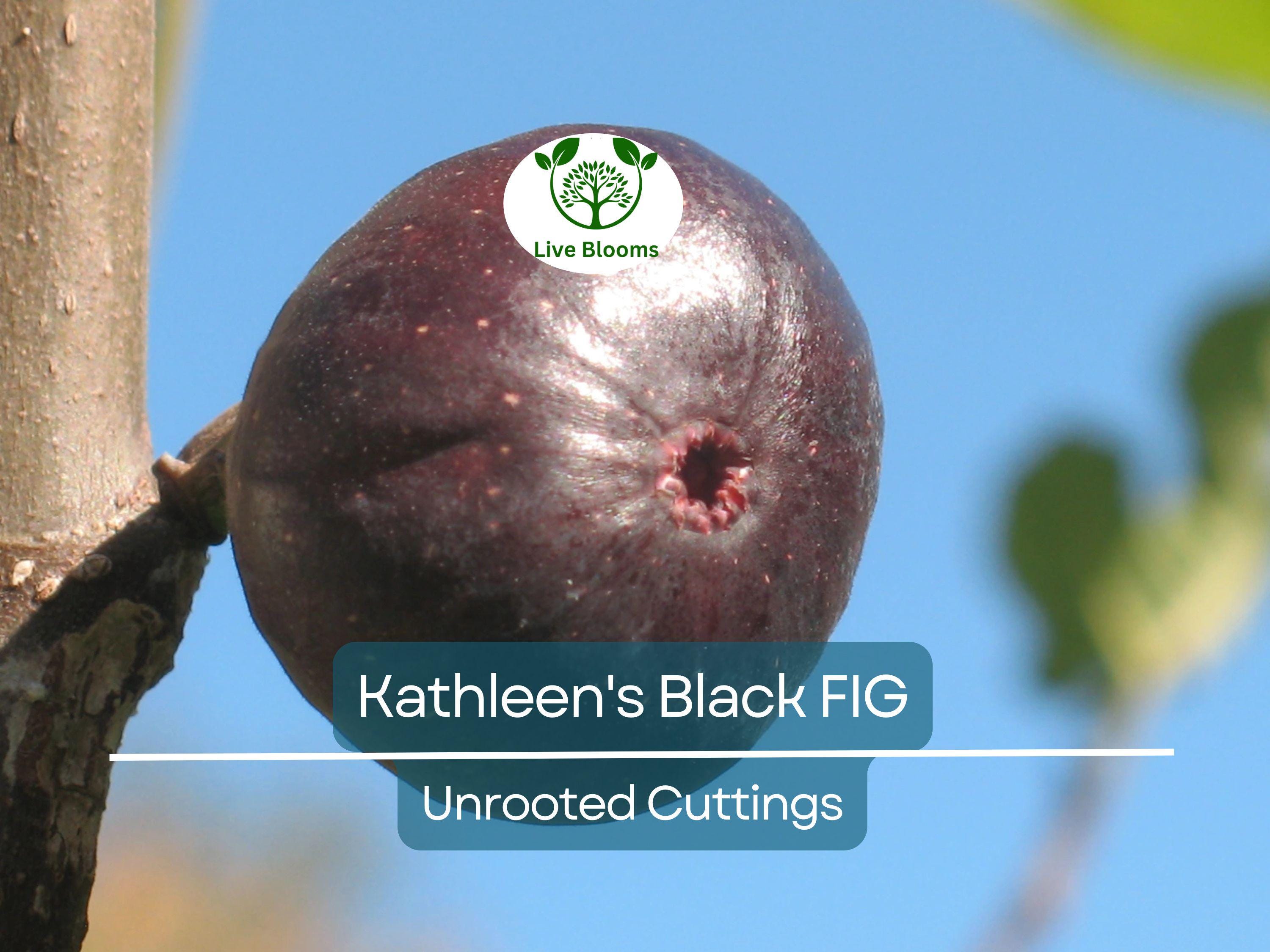 1 Kathleen's Black Fig Unrooted Cutting (Ficus carica) - At Least 3 Nodes, 8 Inches Long - Premium Fig Cutting for Rooting & Grafting