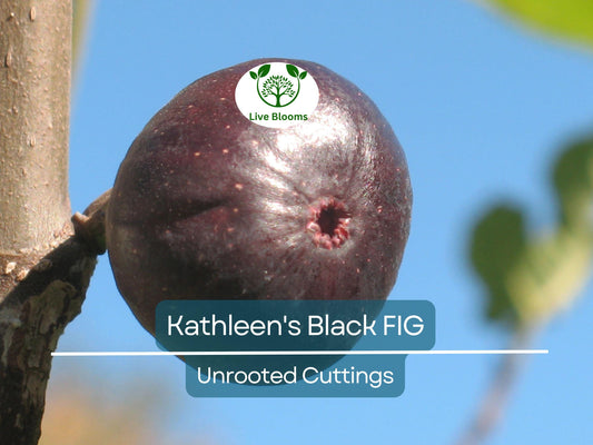 1 Kathleen's Black Fig Unrooted Cutting (Ficus carica) - At Least 3 Nodes, 8 Inches Long - Premium Fig Cutting for Rooting & Grafting
