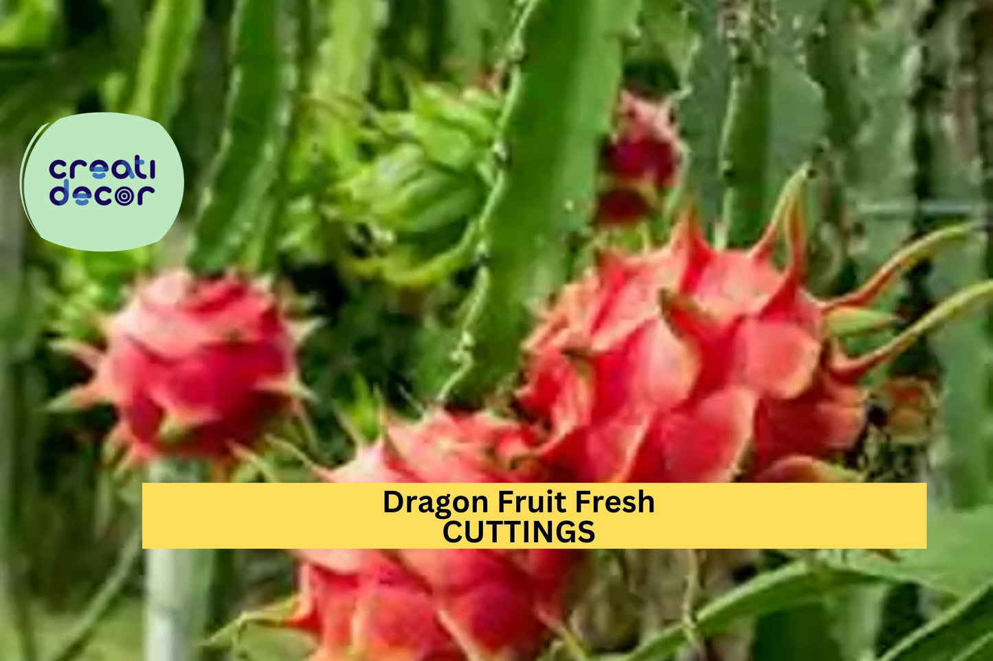 5 Park Dragon Fruit Cuttings | 8–10” Self-Pollinating Variety | Hylocereus Cactus Starter | Fresh Unrooted Tropical Vines