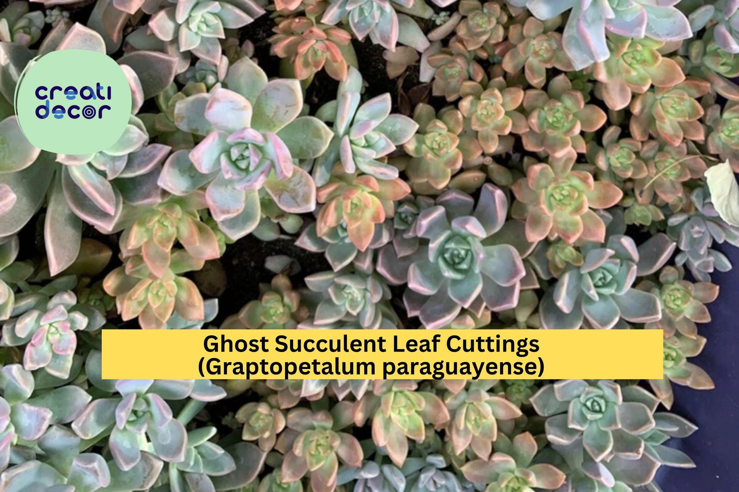 20 Ghost Succulent Leaf Cuttings – Graptopetalum paraguayense – Easy Rooting Leaves for Propagation or DIY Planters