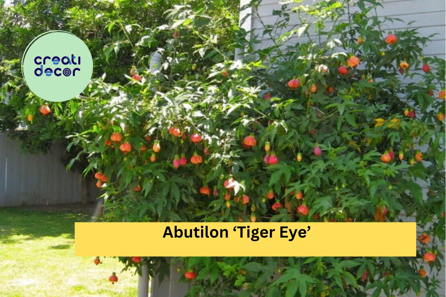 Abutilon ‘Tiger Eye’ | Flowering Maple Live Rooted Starter Plant | Ornamental Shrub with Striking Lantern Blooms