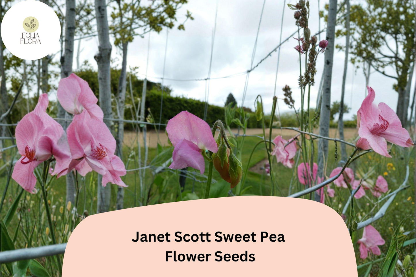 50+ Janet Scott Sweet Pea Seeds | Fragrant Pink Flower for Garden Trellis, Fence