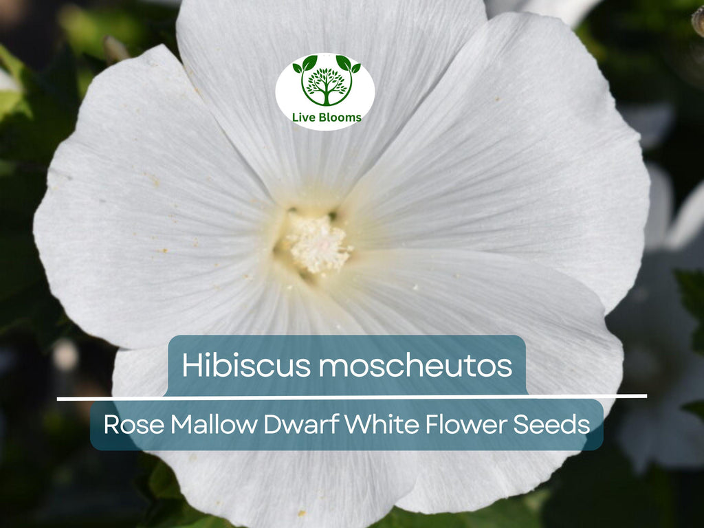 40 Seeds Rose Mallow Dwarf White (Hibiscus moscheutos) - Hardy Perennial, Compact Flowering Plant, Ideal for Gardens, Attracts Pollinators