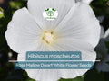 40 Seeds Rose Mallow Dwarf White (Hibiscus moscheutos) - Hardy Perennial, Compact Flowering Plant, Ideal for Gardens, Attracts Pollinators