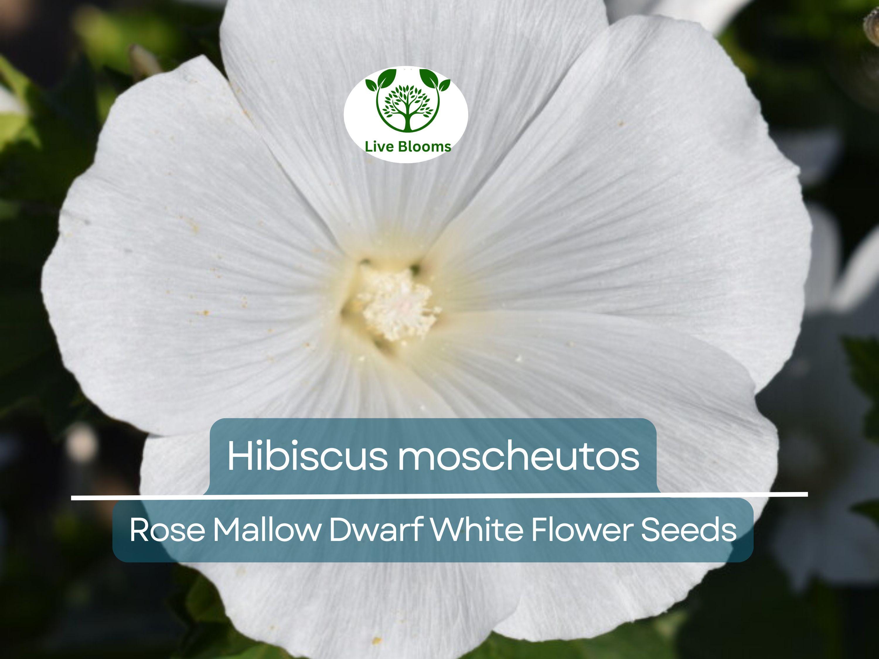 40 Seeds Rose Mallow Dwarf White (Hibiscus moscheutos) - Hardy Perennial, Compact Flowering Plant, Ideal for Gardens, Attracts Pollinators