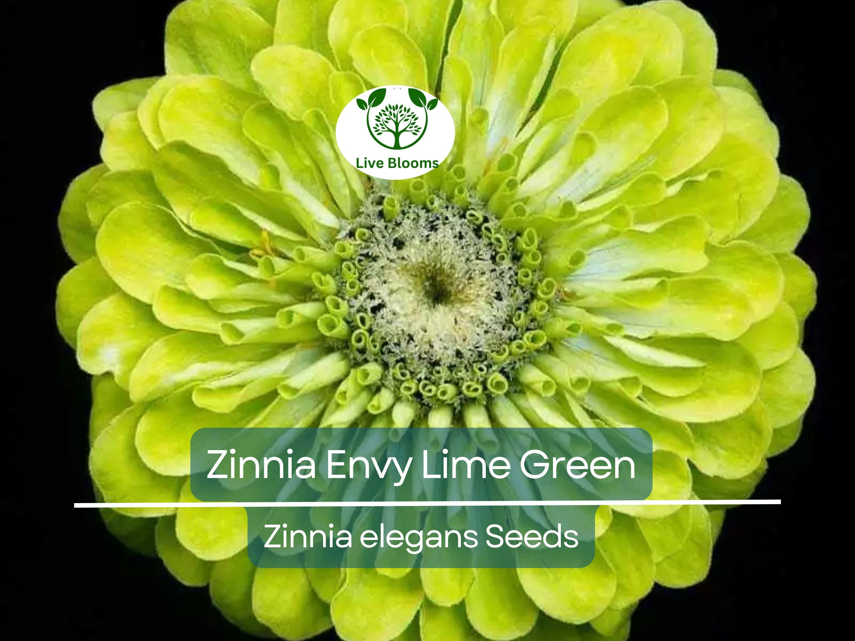 200 Seeds Zinnia Envy Elegans Lime Green Flowers RARE, Non-GMO, Pollinator-Friendly, Butterflies Love, Unique Garden Blooms, Easy to Grow