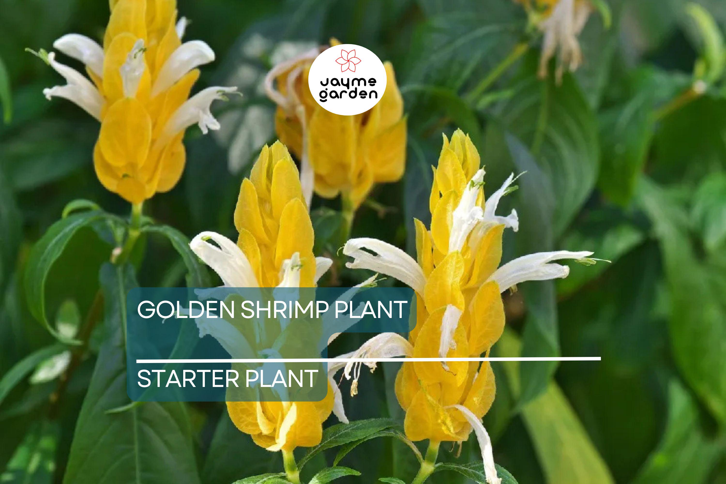 Golden Shrimp Plant Starter - Justicia brandegeana, Pachystachys lutea - Live Rooted Shrub Seedling, Yellow Blooms, Easy Care Plant