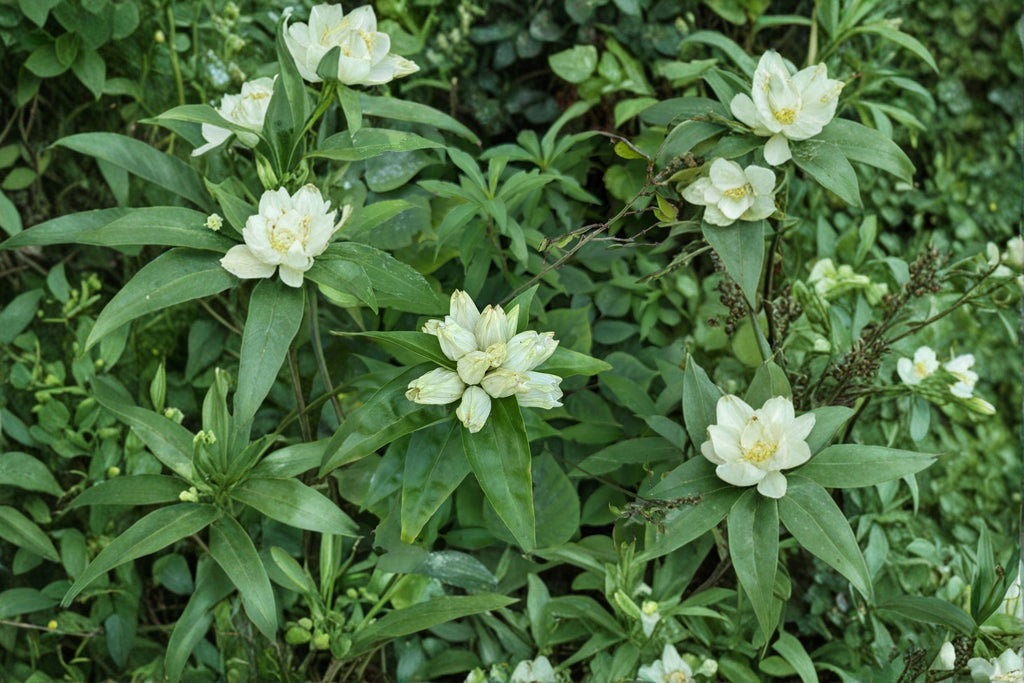 Cream Gentian Seeds – Gentiana flavida | 100 Seeds | Native Wildflower for Pollinator & Woodland Gardens
