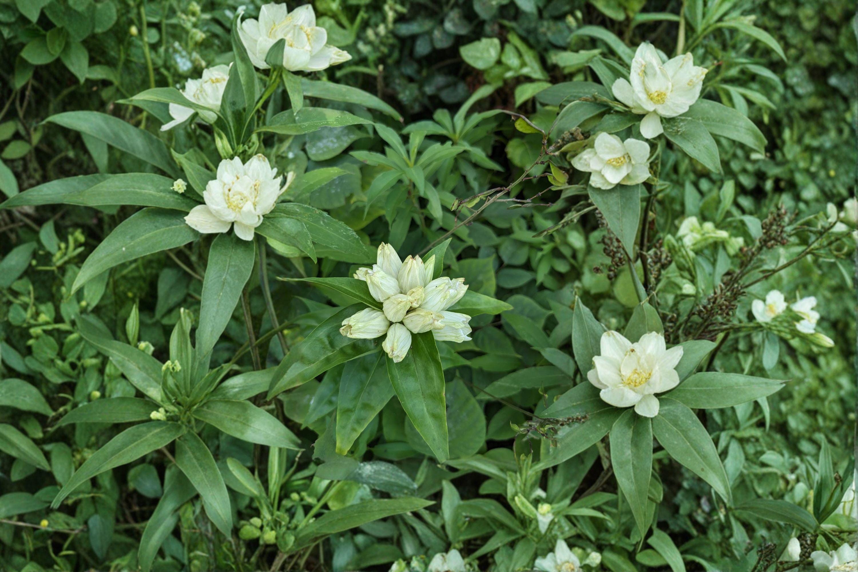 Cream Gentian Seeds – Gentiana flavida | 100 Seeds | Native Wildflower for Pollinator & Woodland Gardens
