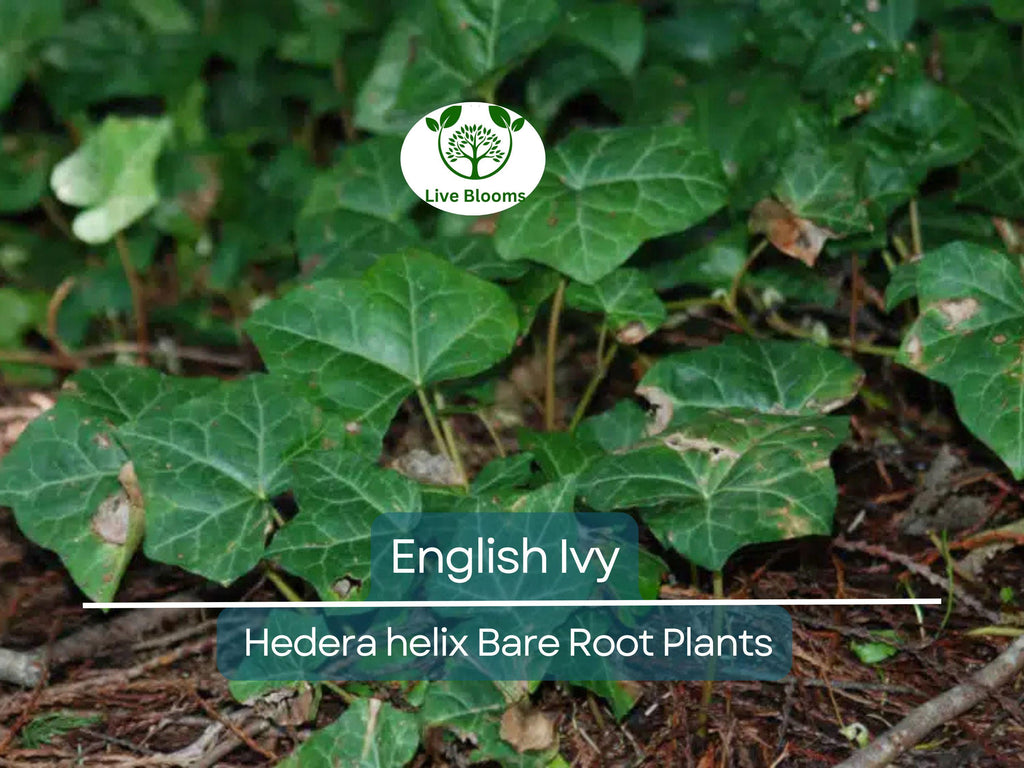 12 English Ivy Live Bare Root Plants - Groundcover - Hedera helix, Super Hardy, Fast Growing, Evergreen Vine