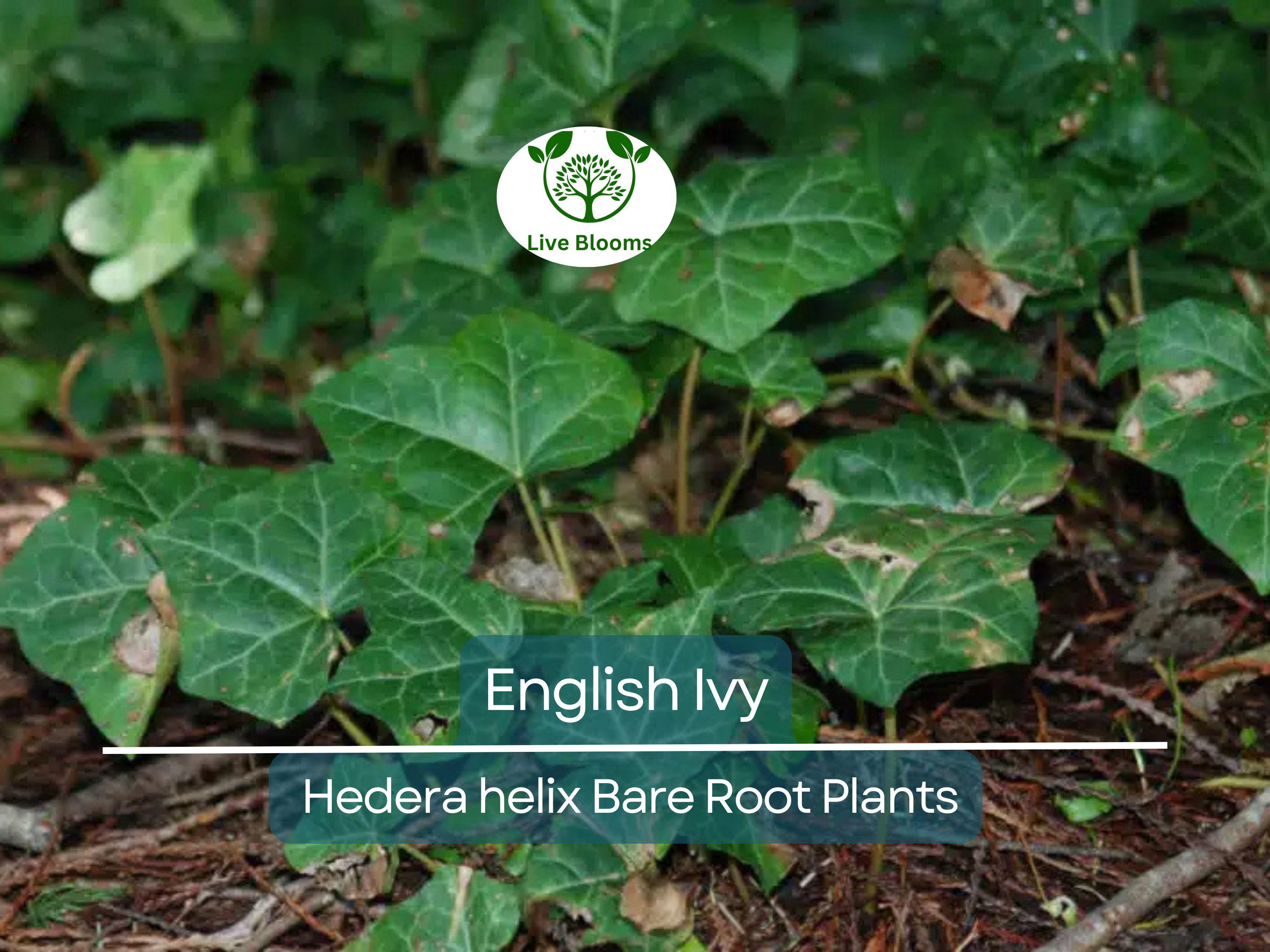 12 English Ivy Live Bare Root Plants - Groundcover - Hedera helix, Super Hardy, Fast Growing, Evergreen Vine