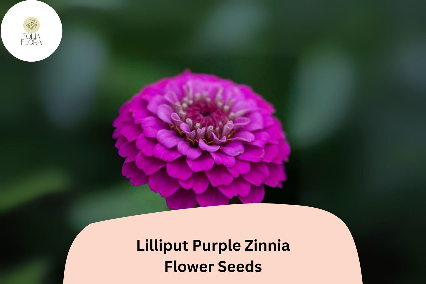 100+ Lilliput Purple Zinnia Seeds – Small Pompon Blooms for Borders, Edges & Summer Gardens