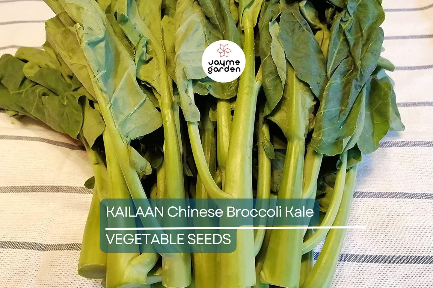 125 Kailaan Chinese Broccoli Seeds - Heirloom Gai Lan - Kai Lan - Asian Greens - Chinese Kale - Fast-Growing Leafy Veg