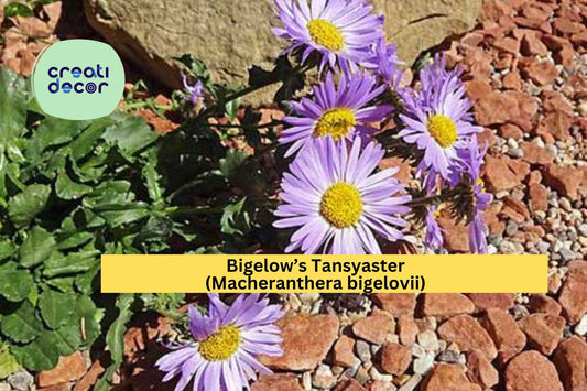 Bigelow’s Tansyaster Seeds (Macheranthera bigelovii) – 100 Purple Aster Seeds | Drought-Tolerant | Native Wildflower | Pollinator Friendly