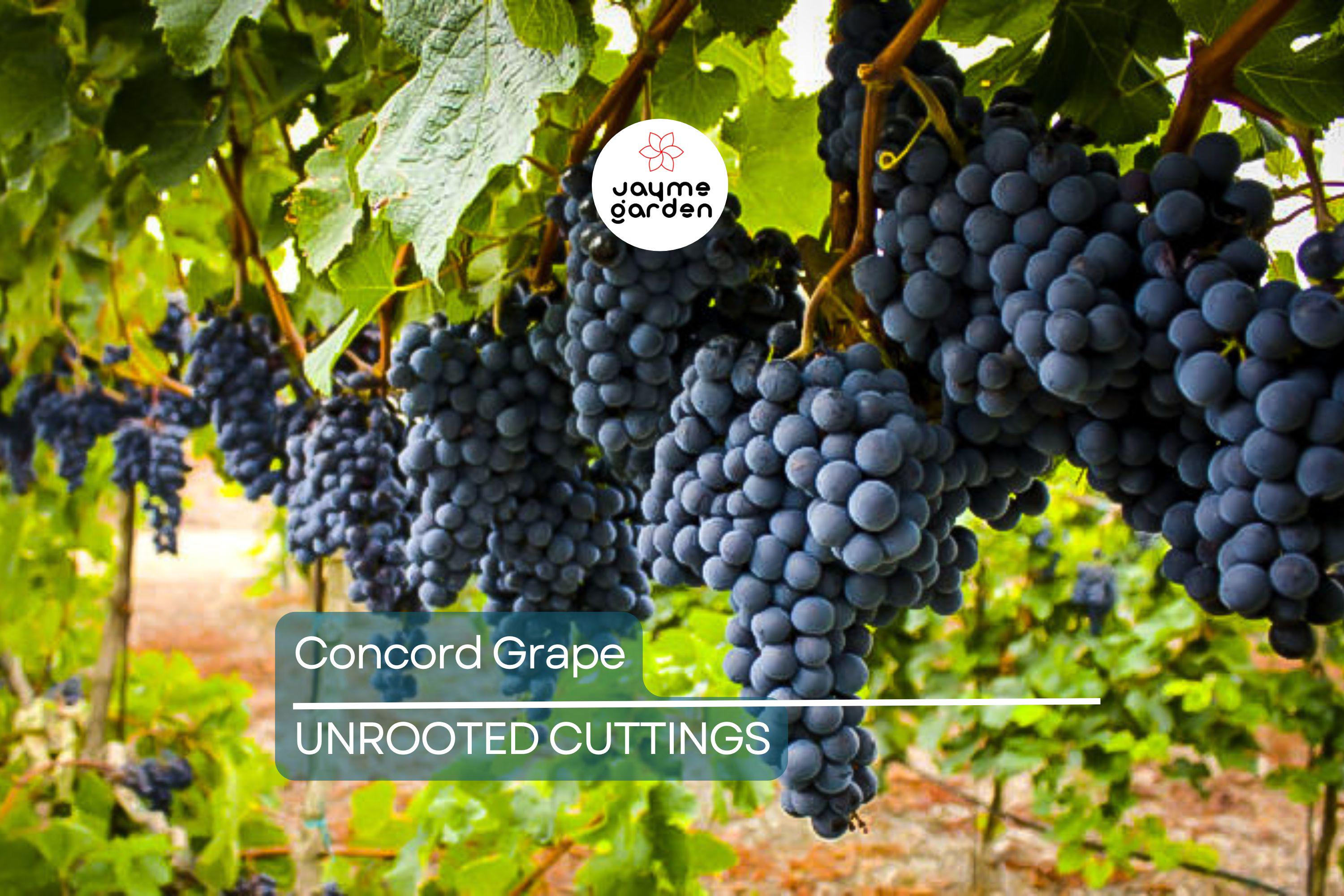 Organic Concord Grape Cuttings - 12+ Hardy, Perennial Vine for Rooting, Perfect for Jam and Juice
