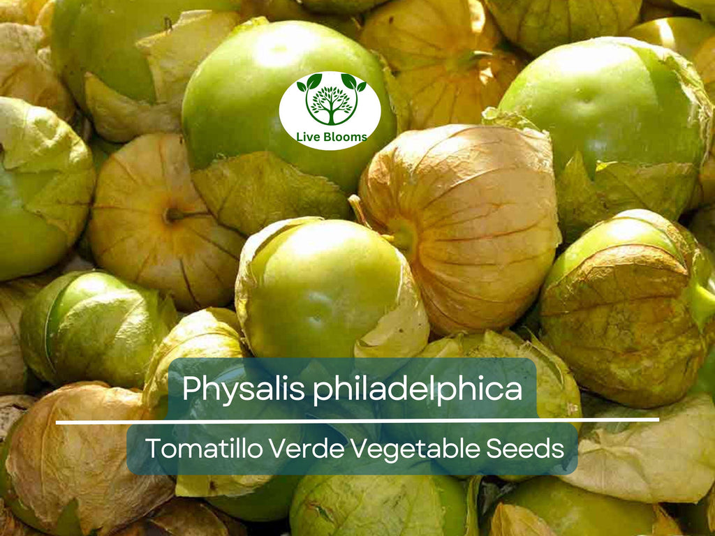 100 mg Seeds Tomatillo Verde – Physalis philadelphica | Fresh Mexican Husk Tomatoes for Planting, Salsa, and Cooking