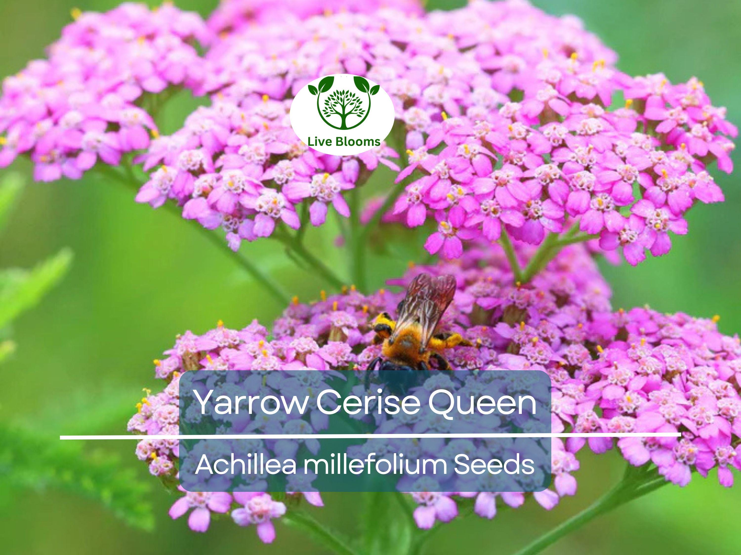 500 Seeds Yarrow Cerise Queen, Perennial 36" Cut Flowers, Pollinator Friendly, Non-GMO, Achillea millefolium, Vibrant Pink Blooms