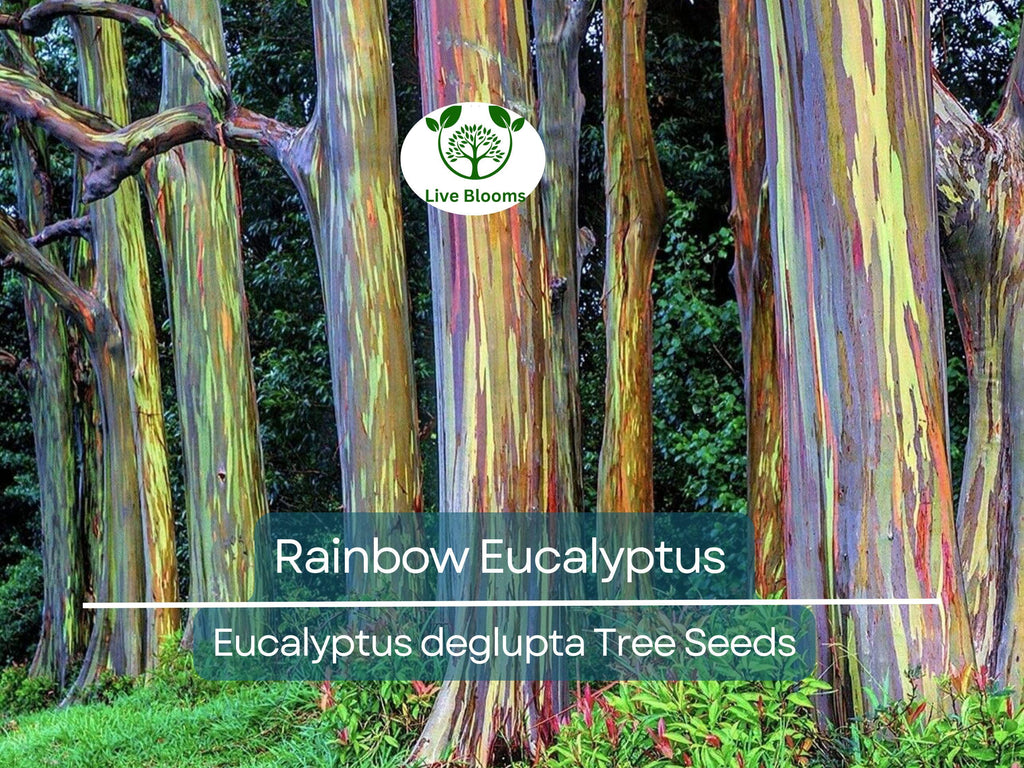 40 Rainbow Eucalyptus Seeds (Eucalyptus deglupta) - Vibrant Colorful Gum Tree, Fast-Growing, Tropical Evergreen, Unique Landscaping Plant