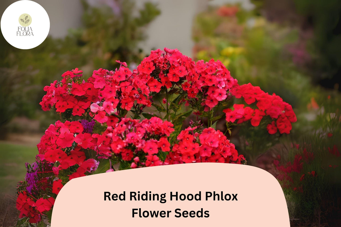 100+ Red Riding Hood Phlox Seeds – Phlox paniculata, Bright Red Perennial Garden Flowers