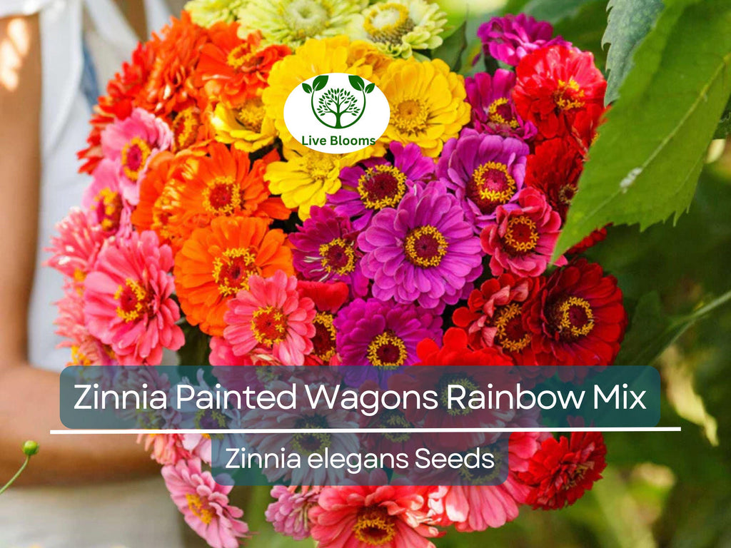 200 Seeds Zinnia Painted Wagons Rainbow Mix (Zinnia elegans) Non-GMO, Vibrant Cut Flowers for Butterflies & Hummingbirds, Pollinator Garden