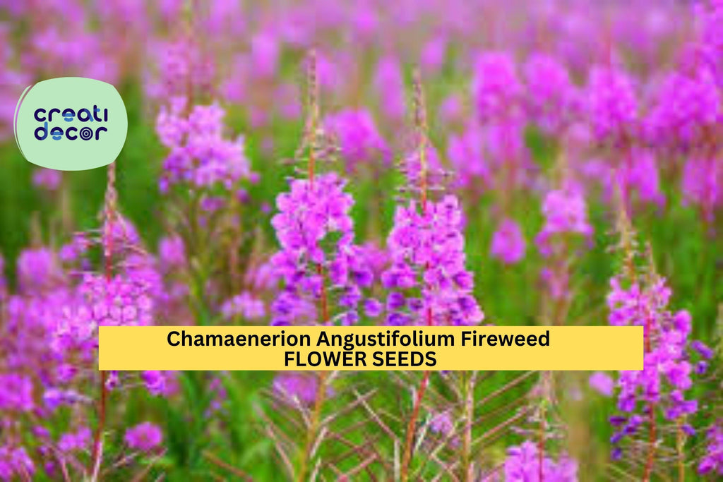 3pcs of 30mg Fireweed Seeds – Chamaenerion Angustifolium Wildflower Seeds for Planting – Hardy Perennial with Pink-Purple Blooms