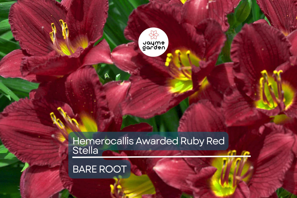 Ruby Stella Daylily Bare Root - Award-Winning, Red Blooms, Re-Blooming, Drought-Tolerant, USDA Zones 3-9