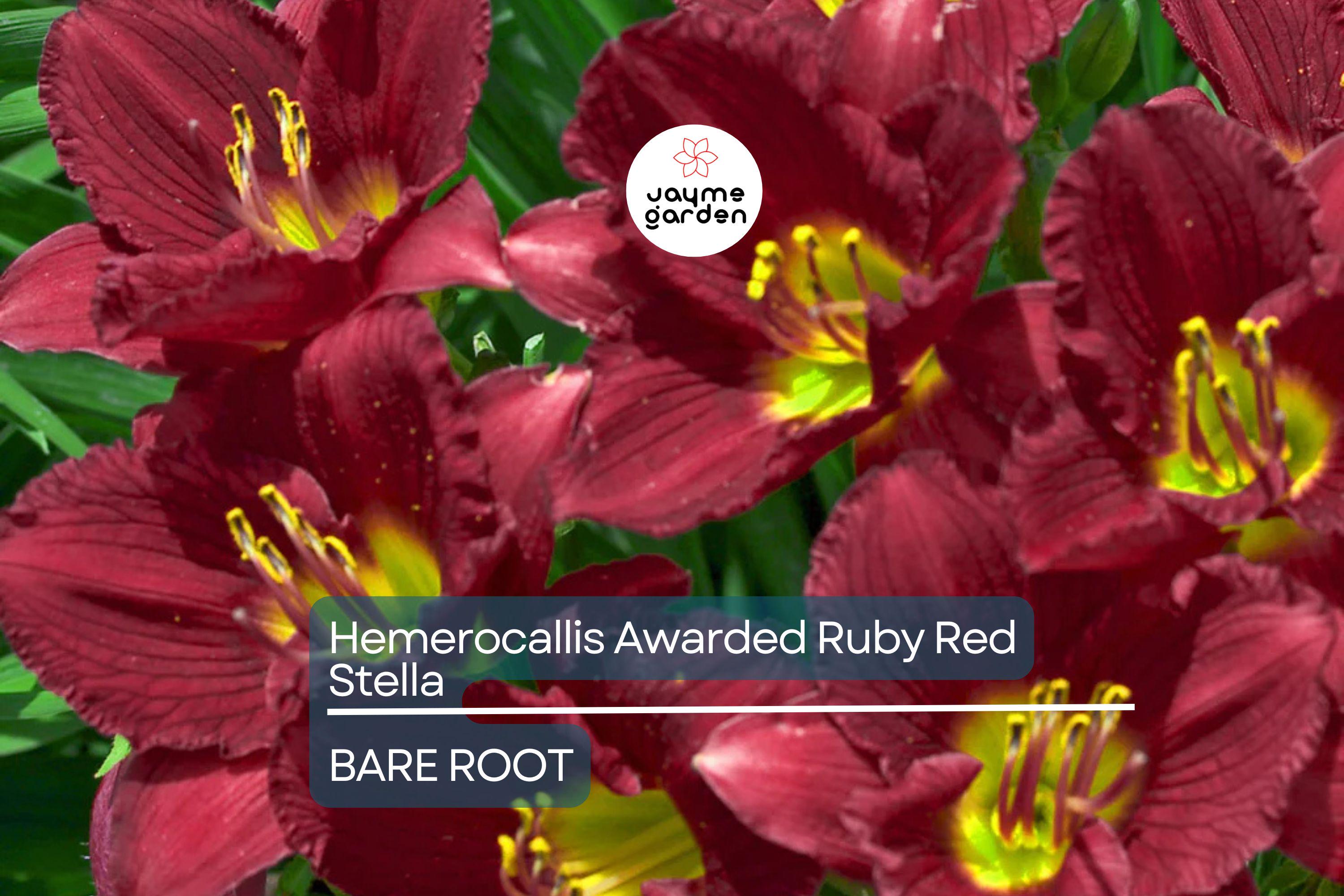 Ruby Stella Daylily Bare Root - Award-Winning, Red Blooms, Re-Blooming, Drought-Tolerant, USDA Zones 3-9
