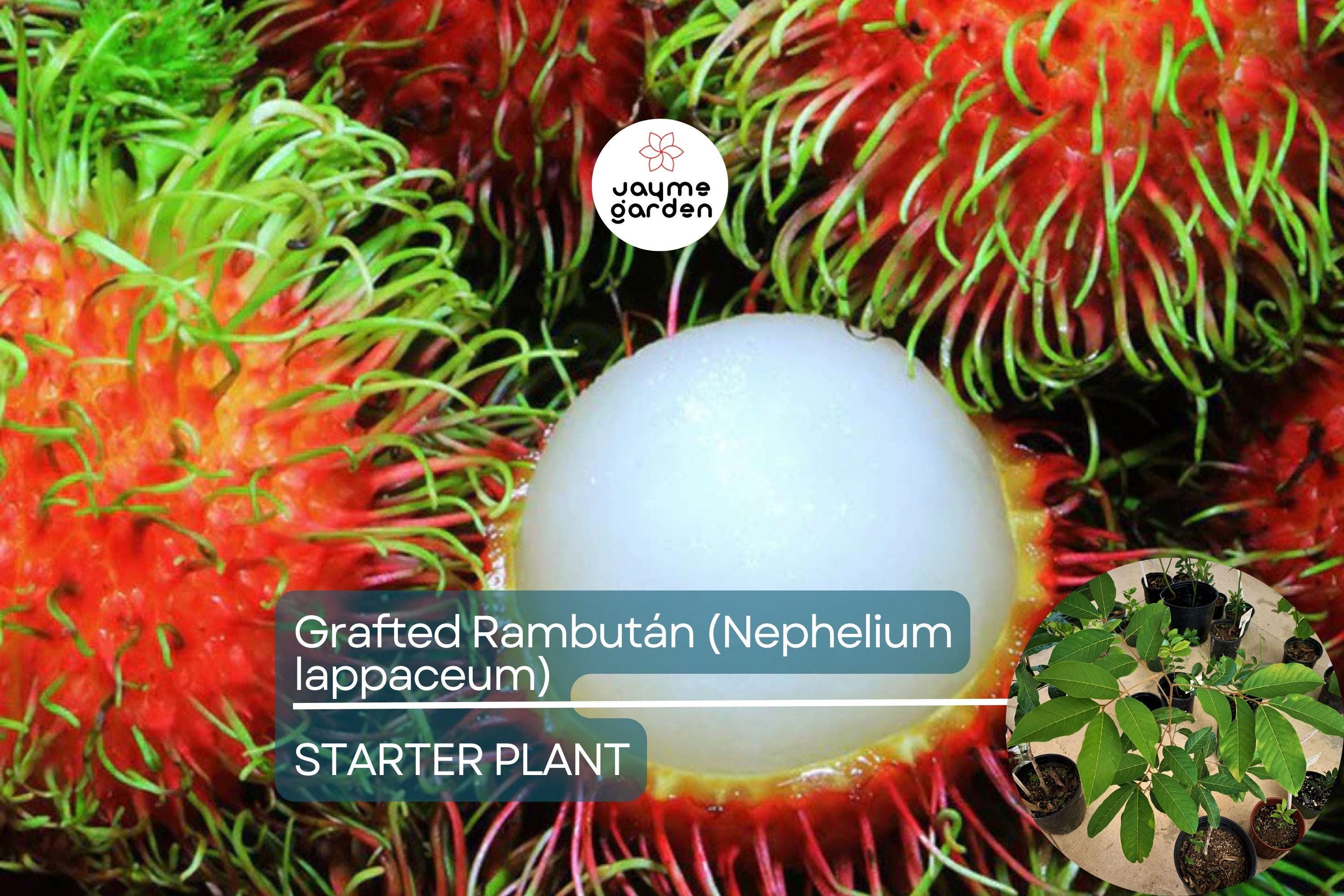 1 Grafted Rambutan Tree (Nephelium lappaceum) 24”-36” – Exotic Fruit-Bearing Tree for Tropical Gardens