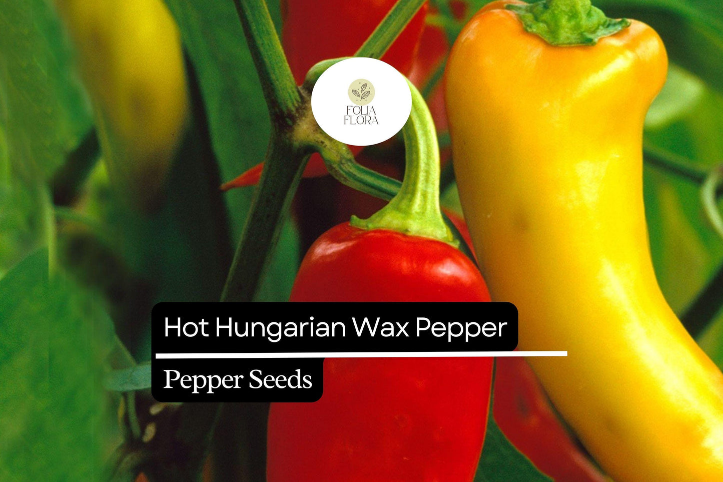 25 Hot Hungarian Wax Pepper Seeds – Capsicum annuum – Heirloom, Spicy & Tangy, High-Yielding
