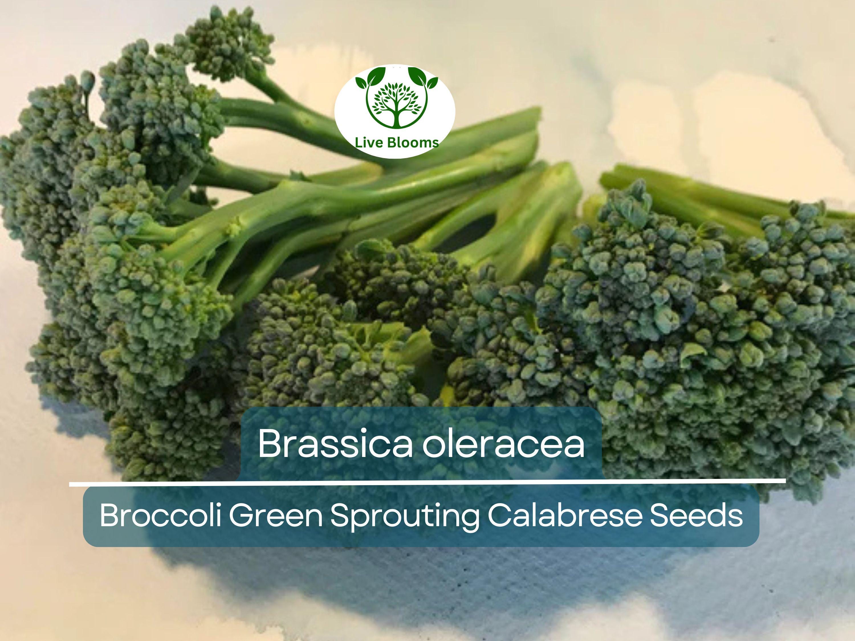 300 Seeds Broccoli Green Sprouting Calabrese - Brassica oleracea | Heirloom Seeds for Planting, Gardening & Nutritious Harvests