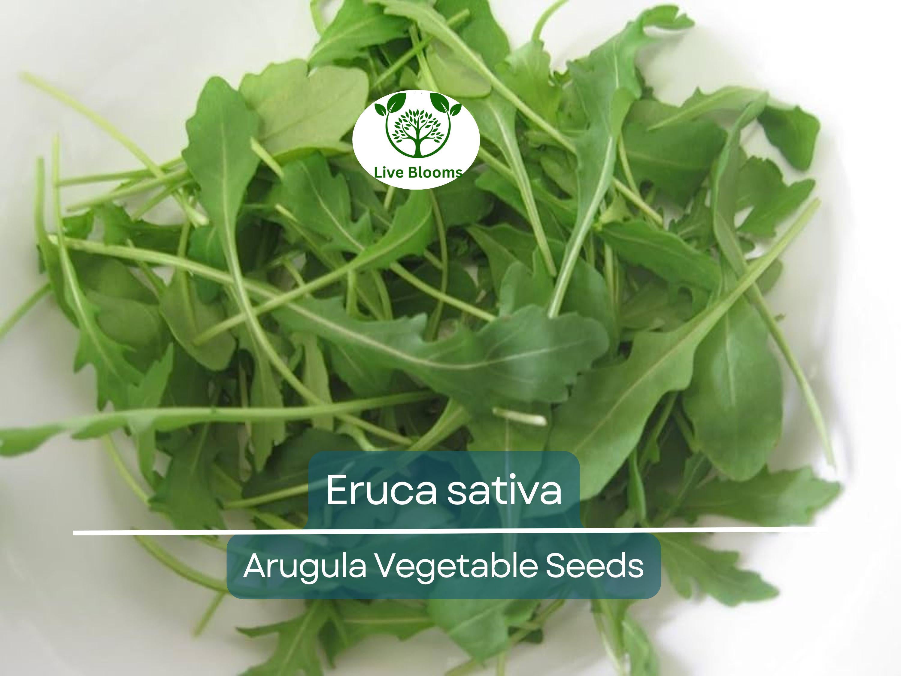 700 Seeds Arugula (Eruca sativa) – Non-GMO, Heirloom, Fast Growing, Perfect for Garden, Organic Planting, Great for Salads & Healthy Dishes